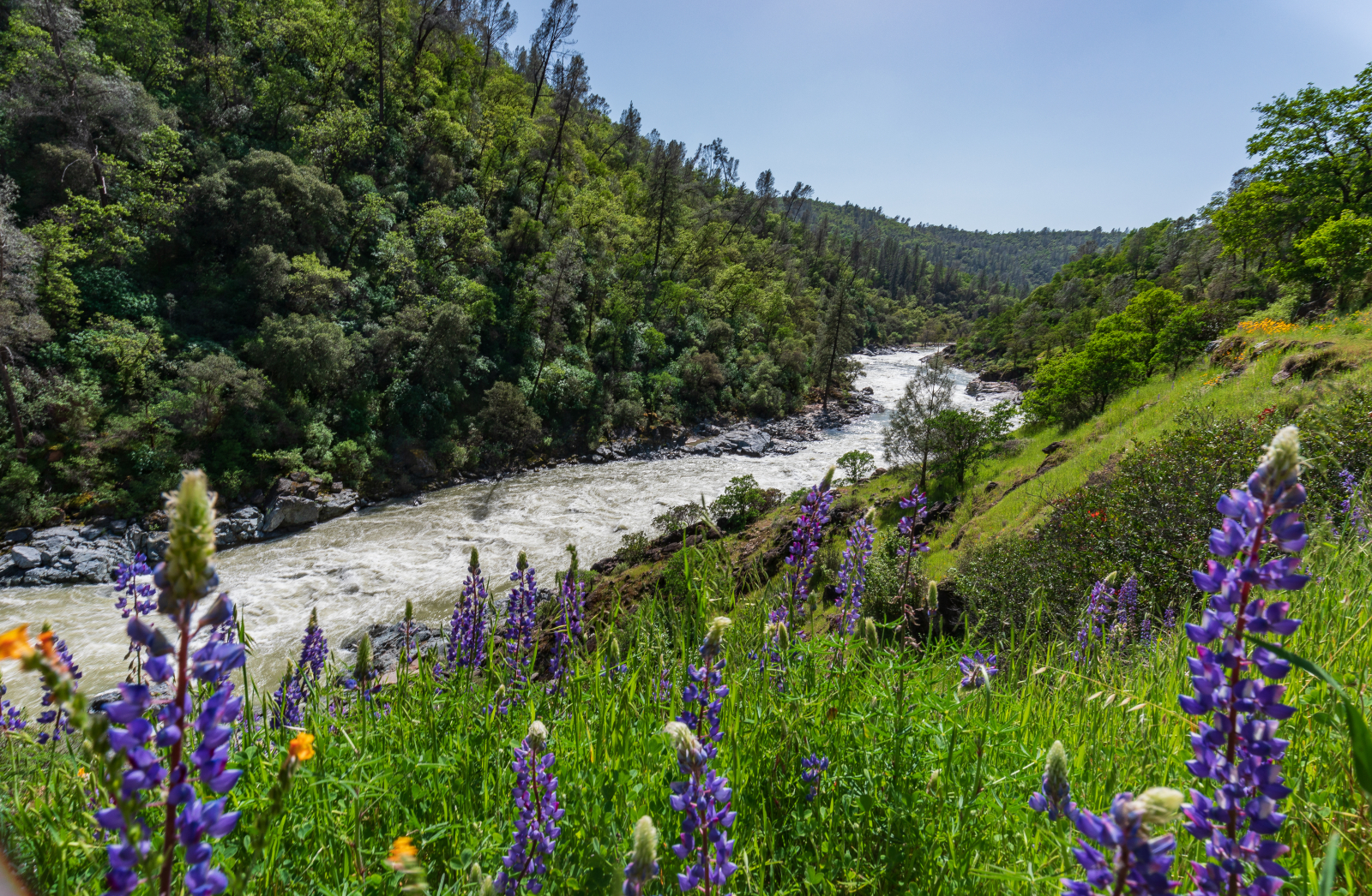 Flor silvestre a lo largo del río Yuba Sur en California