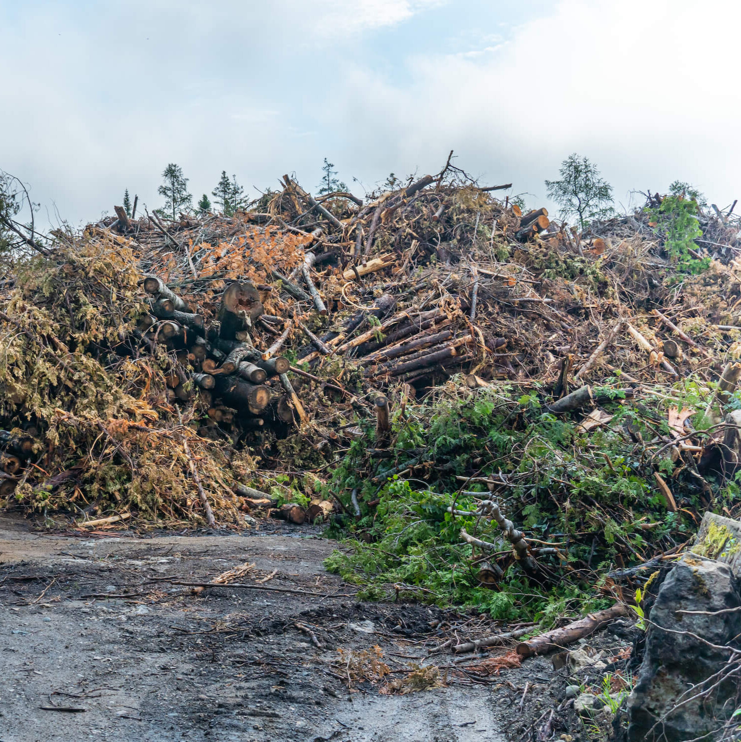 Bio-Mass Recycle to Energy 7 County proposal